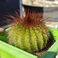 Parodia Magnifica - Miniatura 1