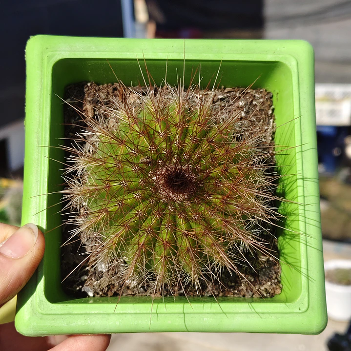 Parodia Magnifica 3