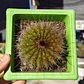 Parodia Magnifica - Miniatura 3