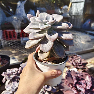 Graptopetalum Murasaki 