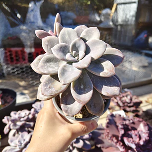 Graptopetalum Murasaki 