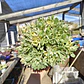 Aeonium Castello-Paivae  Variegado (Suncup) - Miniatura 1