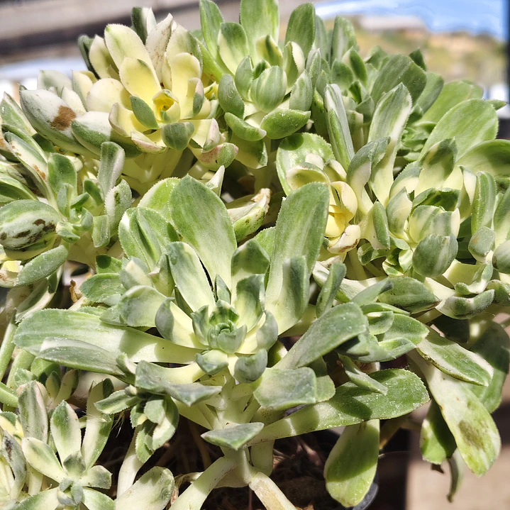 Aeonium Castello-Paivae  Variegado (Suncup) 2