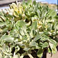 Aeonium Castello-Paivae  Variegado (Suncup) - Miniatura 2