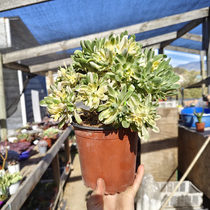 Aeonium Castello-Paivae  Variegado (Suncup) 3