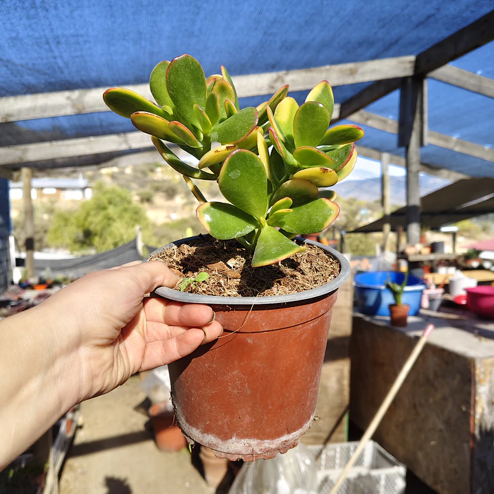 Crassula Ovata Hummels sunset  4