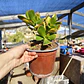 Crassula Ovata Hummels sunset  - Miniatura 4