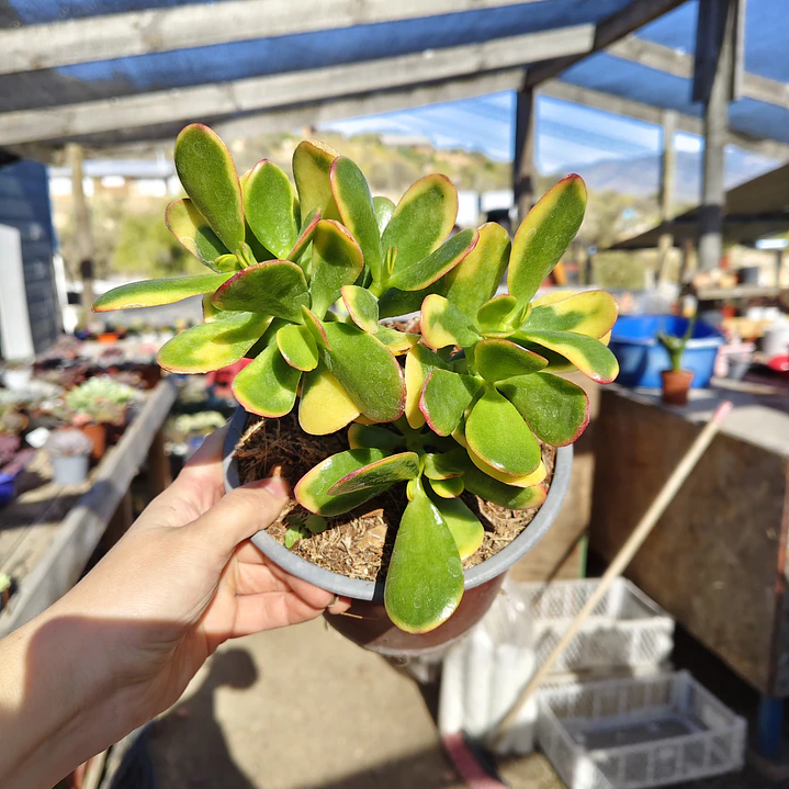 Crassula Ovata Hummels sunset  5
