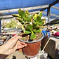 Crassula Ovata Hummels sunset  - Miniatura 6
