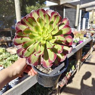Aeonium Mardi Gras 
