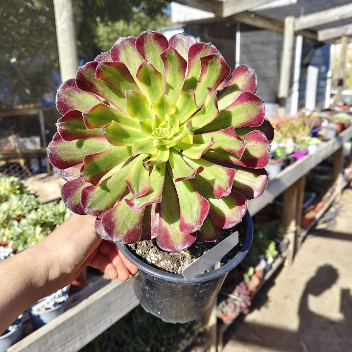 Aeonium Mardi Gras  2