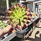 Aeonium Mardi Gras  - Miniatura 2