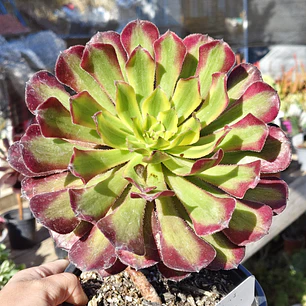 Aeonium Mardi Gras 