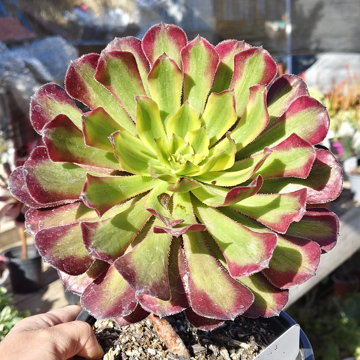 Aeonium Mardi Gras  1