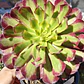 Aeonium Mardi Gras  - Miniatura 3