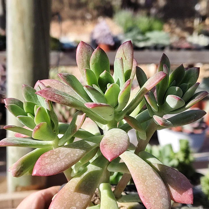 Echeveria Minibelle 1