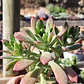 Echeveria Minibelle - Miniatura 1