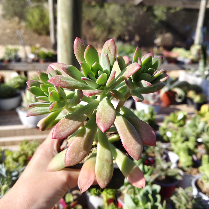 Echeveria Minibelle 2