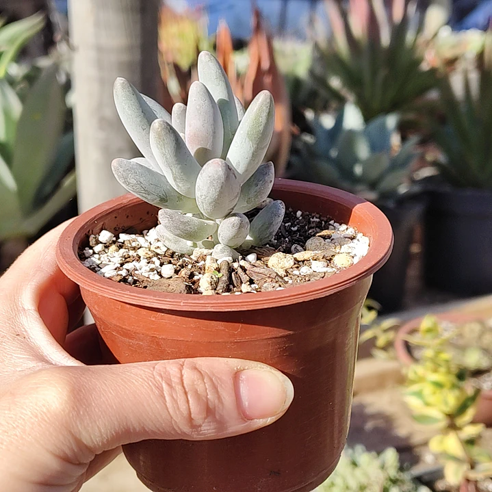 Pachyphytum Saltense 1