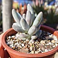 Pachyphytum Saltense - Miniatura 2