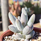 Pachyphytum Saltense - Miniatura 3