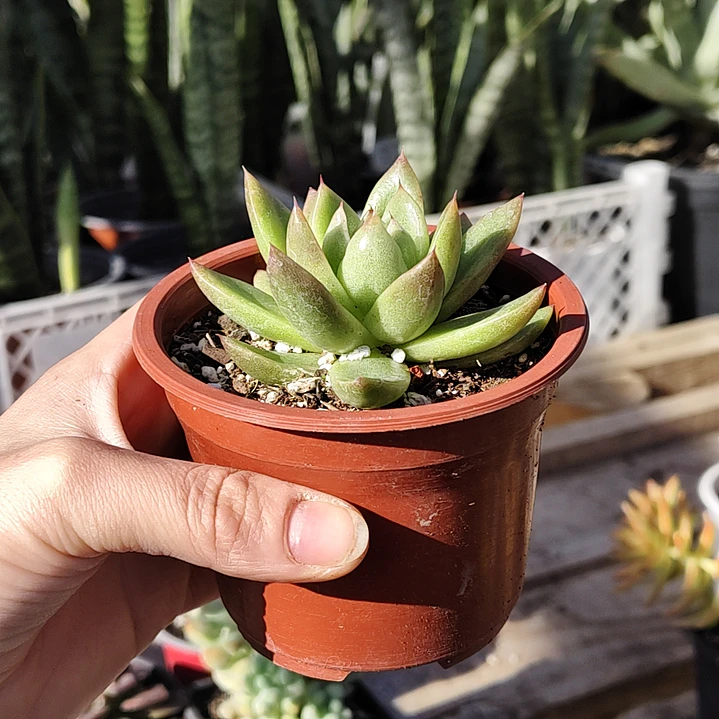 Echeveria Agavoide 2