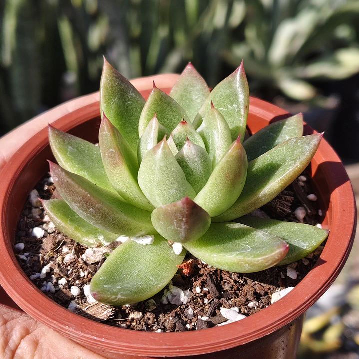 Echeveria Agavoide 1