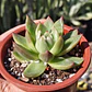 Echeveria Agavoide - Miniatura 1