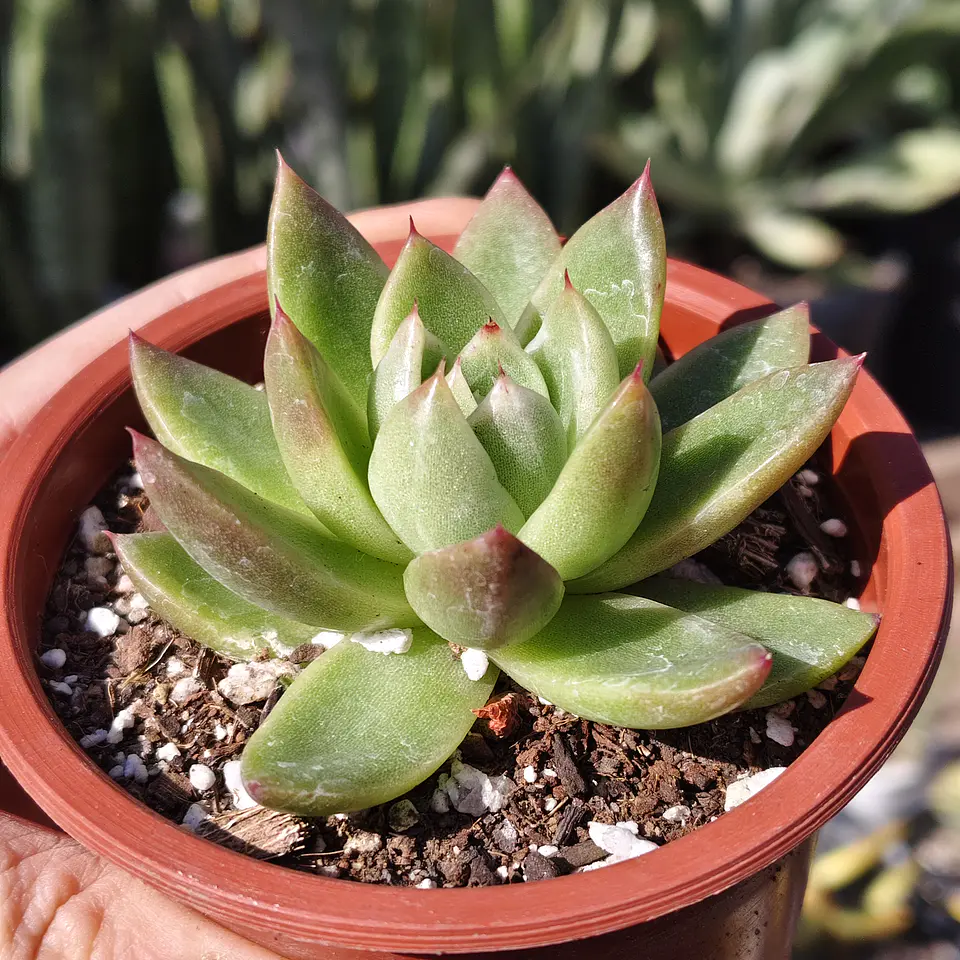 Echeveria Agavoide 1