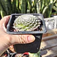 Sempervivum Arachnoideum - Miniatura 2