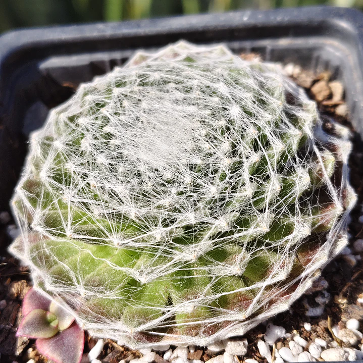 Sempervivum Arachnoideum 3