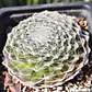 Sempervivum Arachnoideum - Miniatura 3