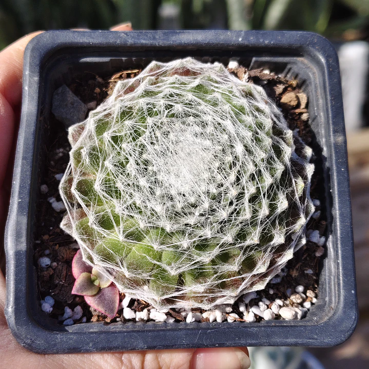 Sempervivum Arachnoideum 1