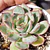 Echeveria Esther
