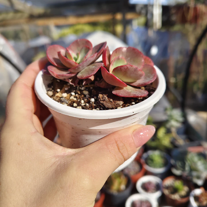 Echeveria Suyon 3