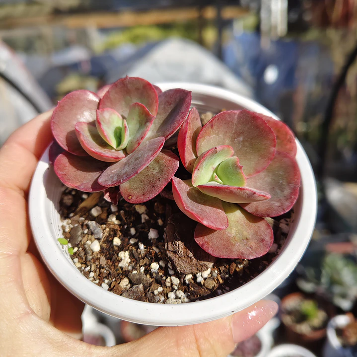 Echeveria Suyon 1