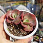 Echeveria Suyon - Miniatura 1