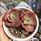Echeveria Suyon - Miniatura 4