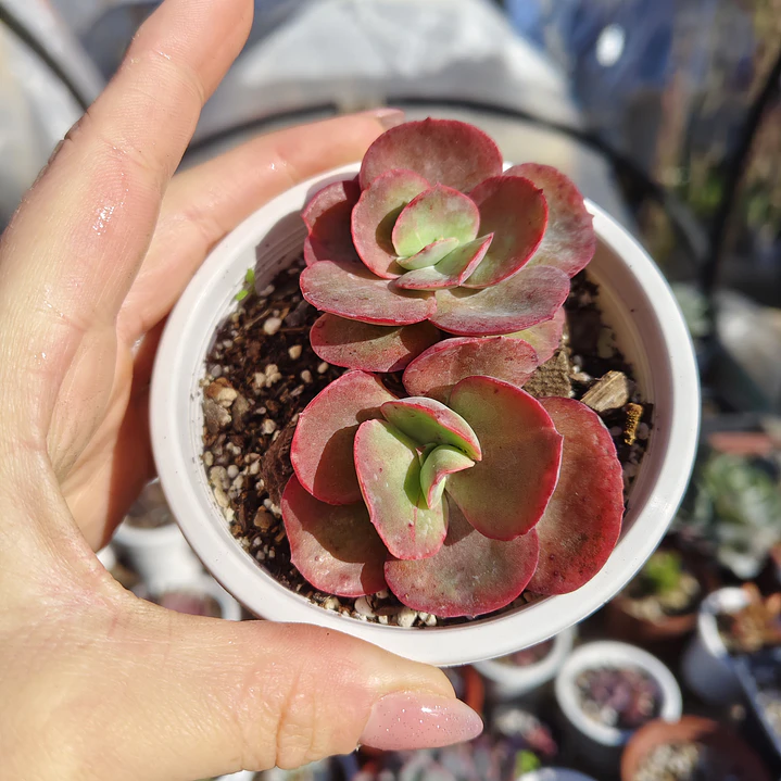 Echeveria Suyon 2