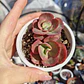 Echeveria Suyon - Miniatura 2
