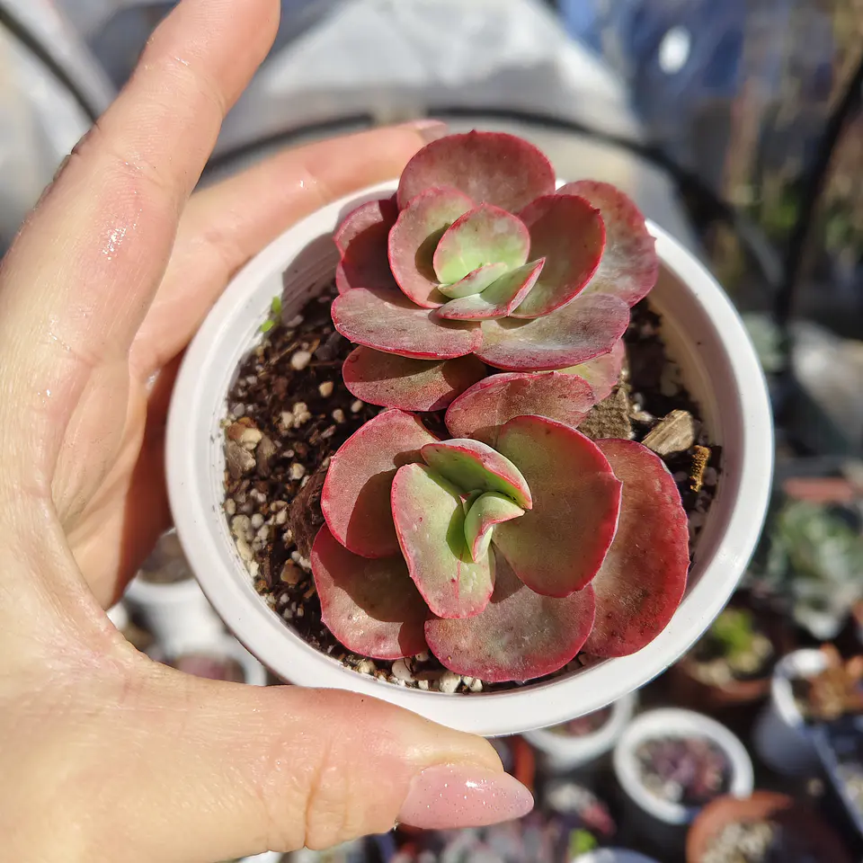 Echeveria Suyon 2