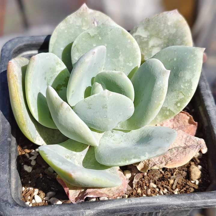 Echeveria Hakuhou 1