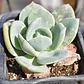 Echeveria Hakuhou - Miniatura 1