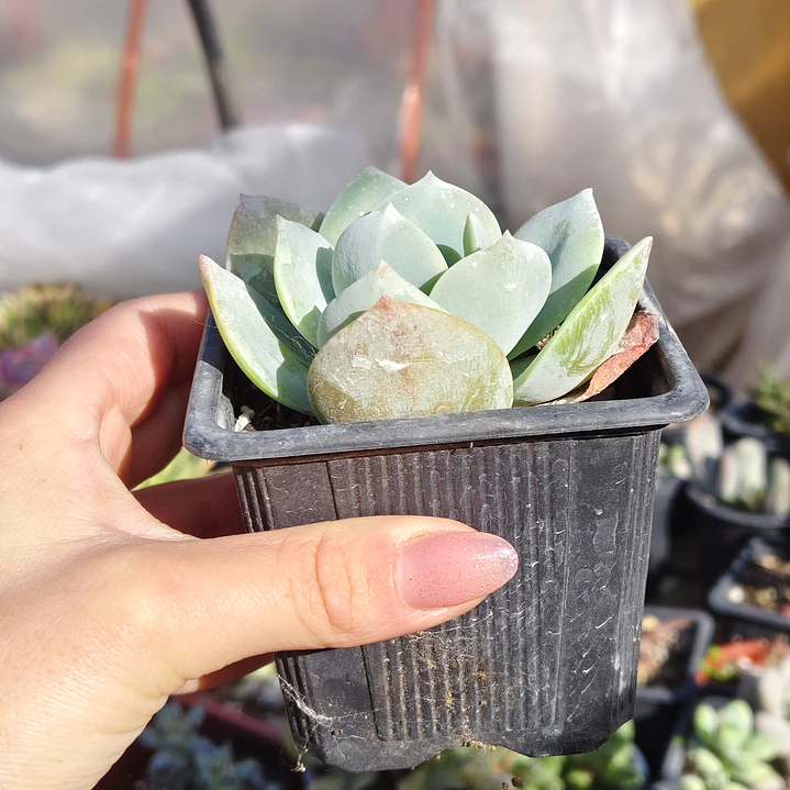 Echeveria Hakuhou 5