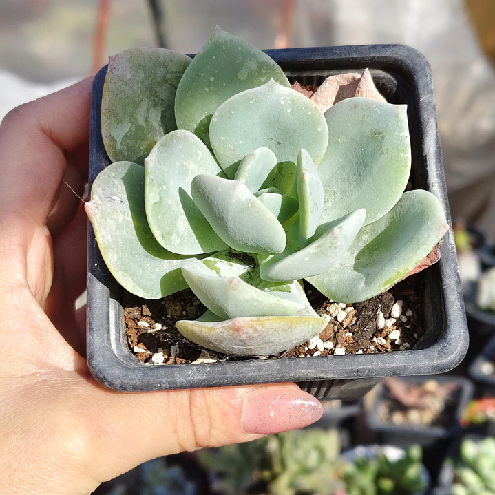 Echeveria Hakuhou 4
