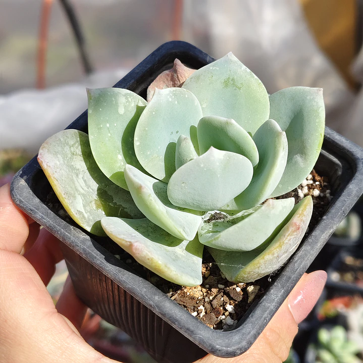 Echeveria Hakuhou 3