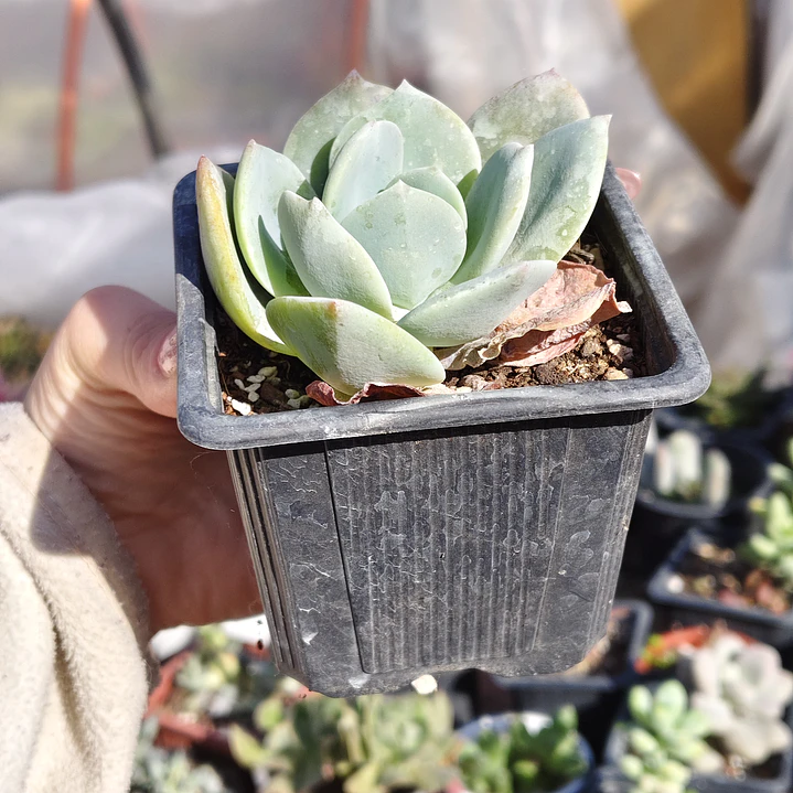 Echeveria Hakuhou 2