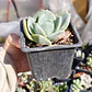 Echeveria Hakuhou - Miniatura 2