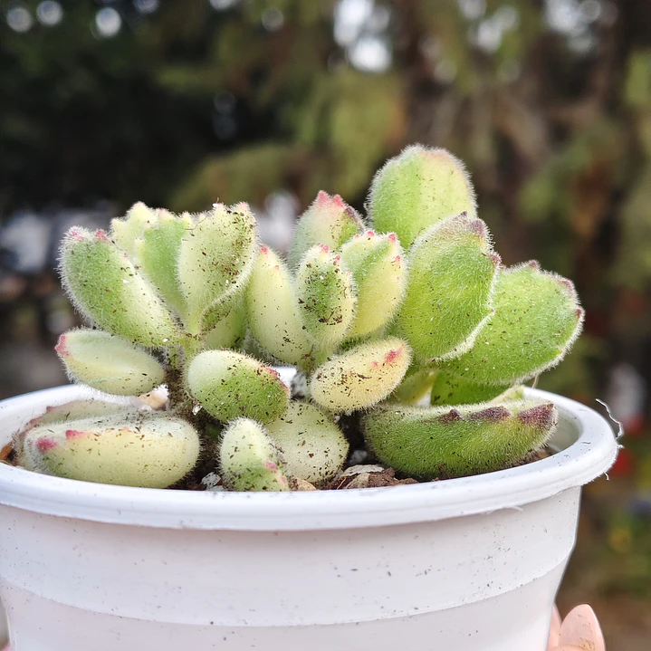 Cotyledon Tormentosa Variegada (Garrita de oso variegada) 5