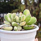Cotyledon Tormentosa Variegada (Garrita de oso variegada) - Miniatura 5